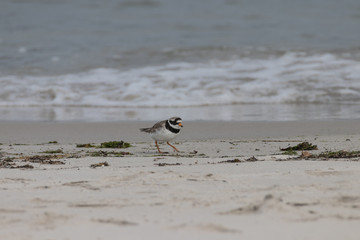 Seeregenpfeifer, Charadrius alexandrinus nivosus