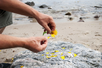 Mann hat Liebeskummer: Sie liebt mich, sie liebt mich nicht... und zupft gelbe Blütenblätter aus einer Blume.