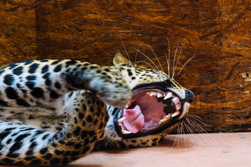 leopard