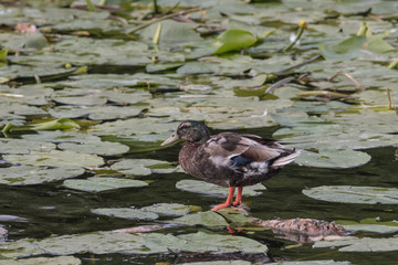 Stockente, Anas platyrhynchos