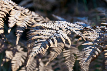 Dry leaves of the fern are covered with hoarfrost.