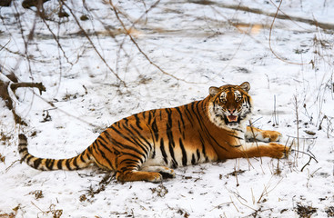 Beautiful Amur tiger on snow. Tiger in winter forest