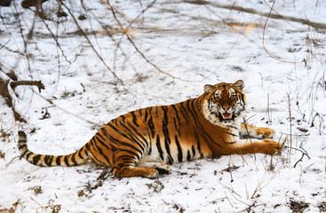 Fototapeta premium Piękny tygrys amurski na śniegu. Tygrys w zimowym lesie