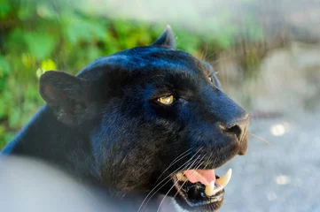 Fotobehang black Panther © The Len