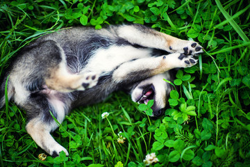 Obraz premium Cute puppy on green grass