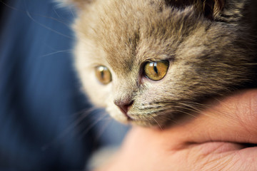 Fototapeta premium Cute little kitten
