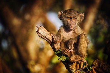 A young monkey in Tanzinia holding like a Gargoyle