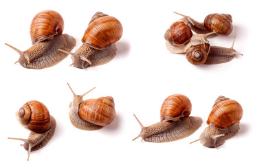 live snail crawling on white background close-up macro. Set or collection
