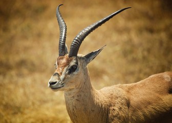 antelope in Tanzinia, Africa