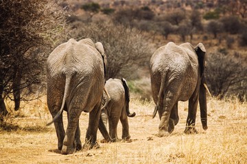 Elephants family in Africa