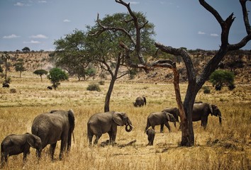 Fototapeta premium Elephants family in Africa