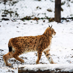 lynx in winter