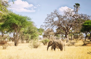 Fototapeta premium Elephant in the african savana