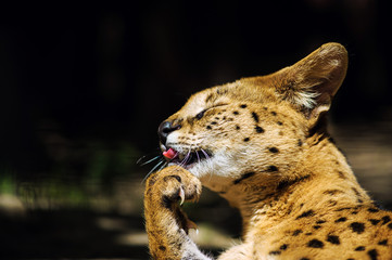 Serval wild cat