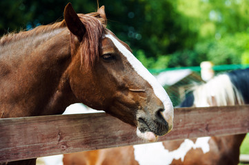 horse