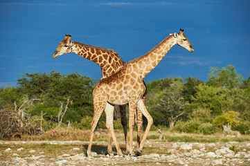 Two giraffes cross in the savannah.
