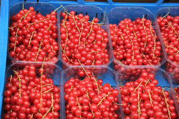 red currants on display