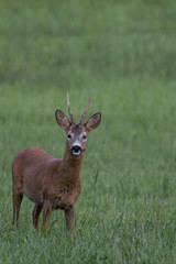 Deer