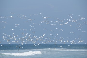 Birds