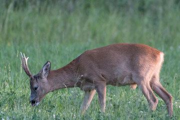 Deer