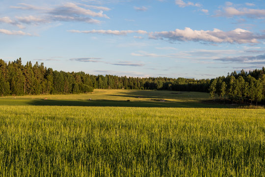 Swedish landscape