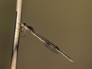 SYMPECMA FUSCA