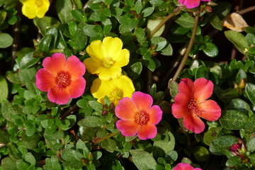 Portulakröschen 