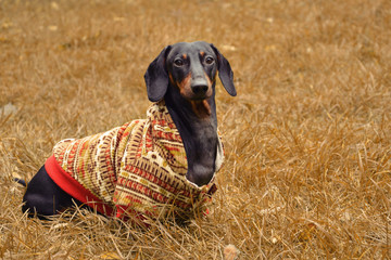 Dog puppy dachshund in sits in a bright sweatshirt with a hood on a yellow grass in an autumn park.