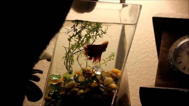 Dark cat in dark room drinks from fish bowl