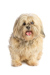 Lhassa Apso that pulls the tongue