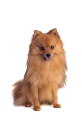 Caramel-colored spitz setting