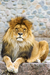 Beautiful Mighty Lion