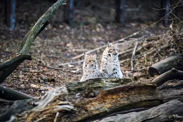 Lynx, Eurasian wild cat