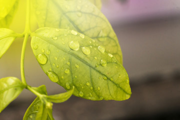 water drop on green leaf after raining