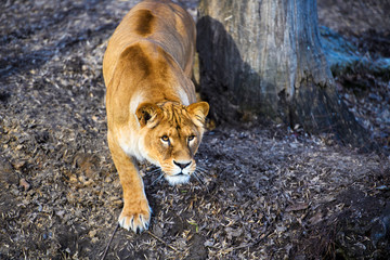 lioness