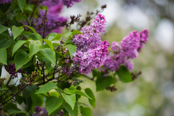 Naklejka na ściany i meble Branch of lilac flowers with the leaves