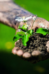 Farmer hand holding a fresh young plant with flower. Symbol of new life and environmental conservation