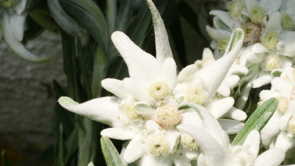 Edelweiss nah