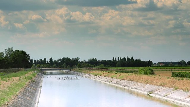 birds flying out from irrigation channel in Italian countryside, color graded clip