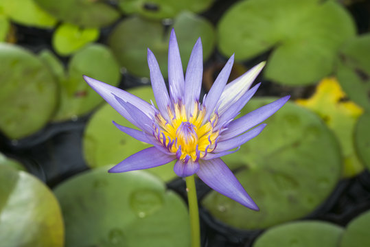 lotus or water lily in pond