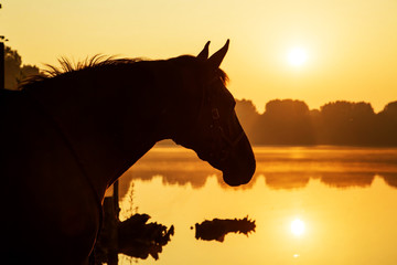 Pferd im Sonnenaufgang am See