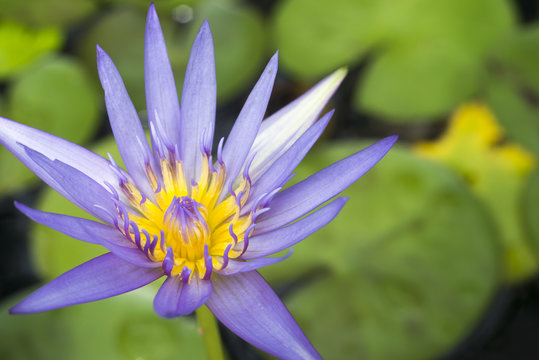 lotus or water lily in pond