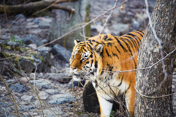 Beautiful Amur tiger