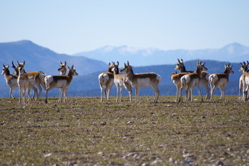 Herd of Antelope