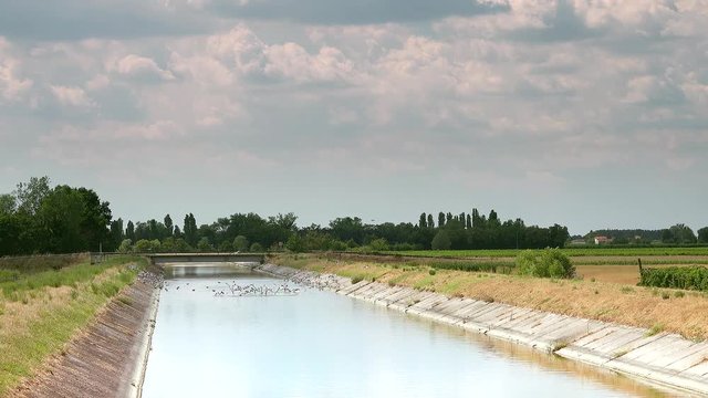 birds flying out from irrigation channel in Italian countryside, color graded clip