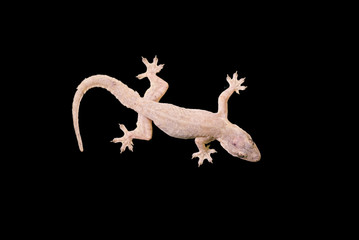 House lizard - gekco isolated on black background