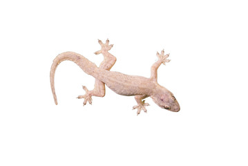 Naklejka premium House lizard - gekco isolated on white background