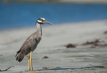 Yellow crowned Night Heron
