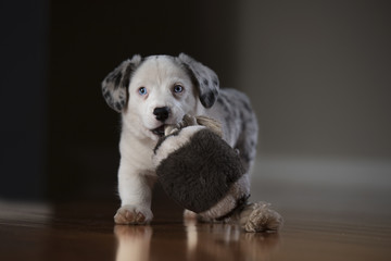 puppy and ball