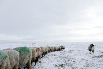 Winter Sheep farming in the Yorkshire Dales  - 165492881